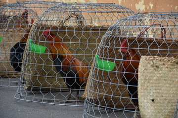 Roosters in Individual Cages Along Road, Full Shot, Vietnam