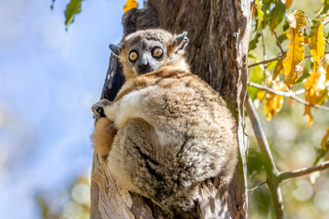 Sportive lemur resting in a tree-2