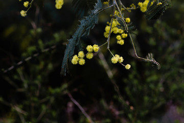 Silver wattle yellow flowers detail