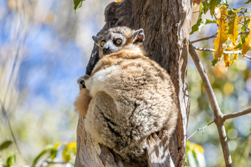 Sportive lemur resting in a tree-1