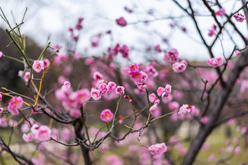 Obraz premium Nature scenry