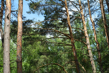 Fototapeta premium Pine trees forest with blue sky