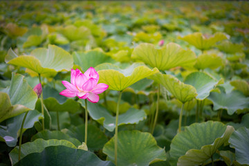Nature scenry © jerb