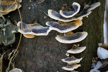 mushrooms in the forest on the stump in some order