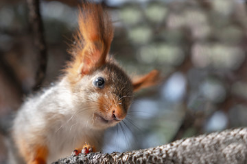 Cute baby squirrel. Cute squirrel. Orange-grey squirrel.