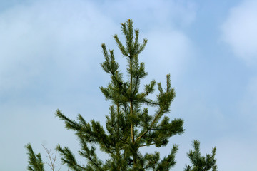 pine tree with sky in the background