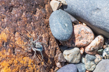 Spider is sitting on the rocks.