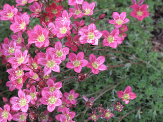 Saxifraga arendsii