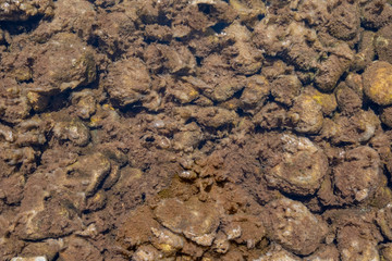Rocks covered with seaweed background.