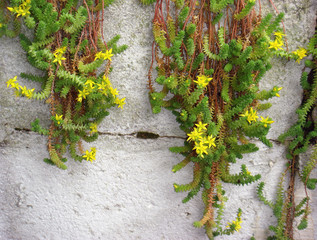 Sedum acre