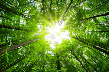 Wide-angle canopy shot in a beautiful green forest