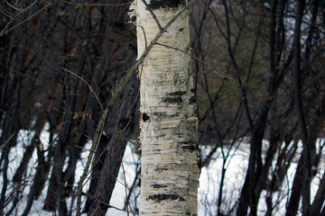 birch tree in the forest