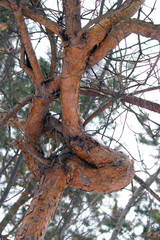 wierd tree in the forest