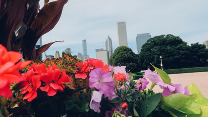Flowers with city background