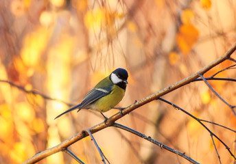 cute portrait with a beautiful bird tit sitting in an autumn Park surrounded by Golden birch leaves on a Sunny clear day