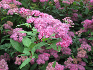 Spiraea bumalda