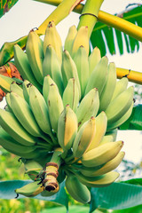 Large bunches of green bananas hanging from a tree,tropical jungle,bottom view
