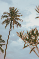 tall coconut tree against a cloudy sky
