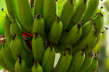 Close up of fresh green bananas,fruit and vegetable,