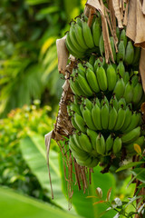 Large bunches of green bananas hanging from a tree,tropical jungle