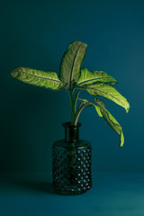 Dieffenbachia flower, home ornamental plant in a glass vase on a bright green background