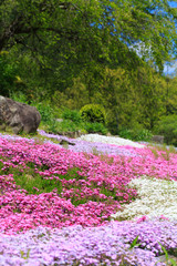 芝桜