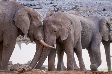 Large herd of elephants drinking water in waterhole gently touching each other with huge trunks. Africa. Namibia. Etosha national park.