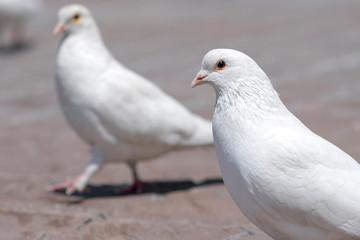 White doves in city.