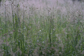 Bluegrass meadow background. Green meadow background. Meadow grass background