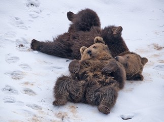 bear