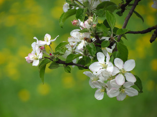 white flowers of cherry tree