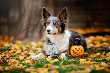 Halloween. Border Collie dog in autumn.