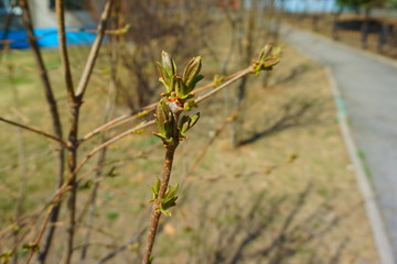 Beginning spring. First spring buds, leaf on a branch