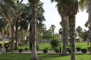 Fototapeta premium palm trees in the park