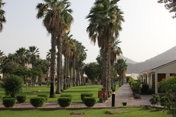 palm trees in park