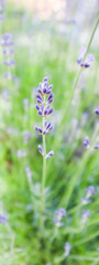 Soft focus on beautiful lavender flowers in summer garden