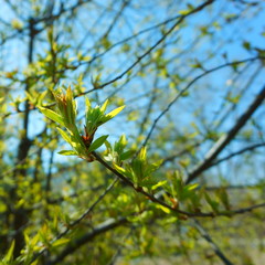The first spring gentle leaves, green buds and branches macro