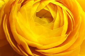 Closeup view of beautiful blooming ranunculus flower as background. Floral decor