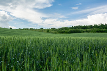 Beautiful view of the wheat field in the countryside