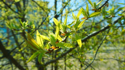 The beginning of spring. Buds bloom on a tree branch on a Sunny day, close-up