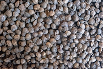 Apricot seeds. Biofuel component. Biomass energy.