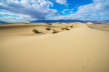 Fototapeta na wymiar mesquite flat sand dunes in death valley, california, usa