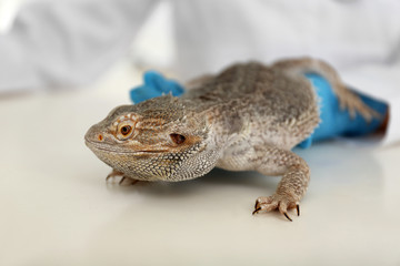 Veterinarian examining bearded lizard on table in clinic, closeup. Exotic pet