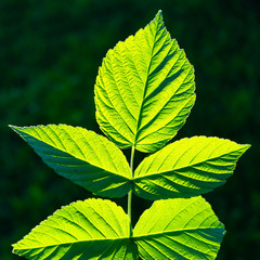 Green leaves of garden raspberries in the sunlight on a dark background