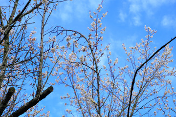 美しい青空と綺麗な白梅の花