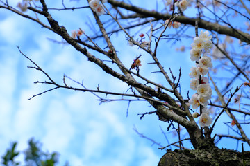 枝にたくさん咲く白い梅の花
