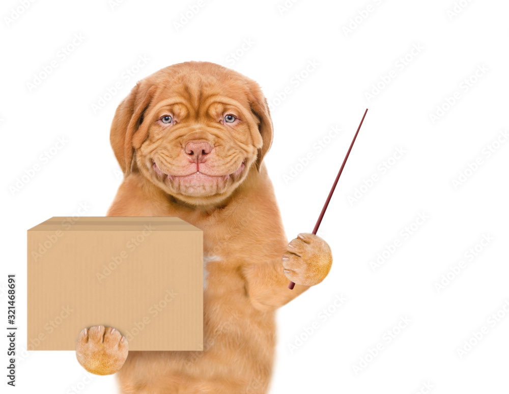 Poster Smiling puppy holds big box and points away on empty space. isolated on white background