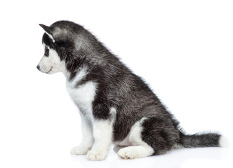Siberian Husky puppy sits in profile and looks away. isolated on white background