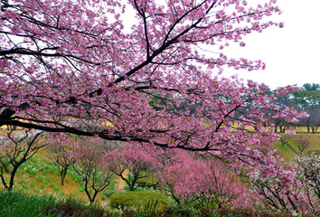 吉野公園の美しいピンクの河津桜