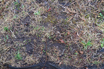 冬の芝生と土のテクスチャー素材